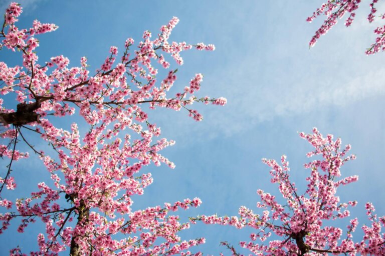 小学校の入学写真はどこで撮る?いつ撮る?入学写真撮影のコツを解説0