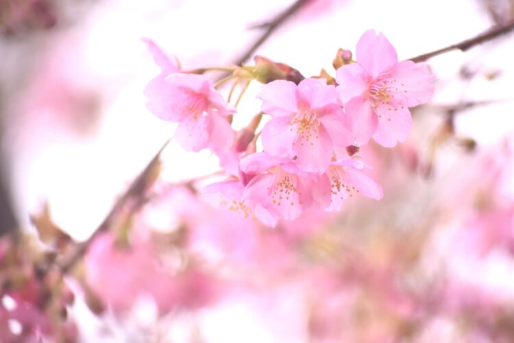 卒園写真っていつ撮ればいいの?撮影方法別におすすめの時期を解説1