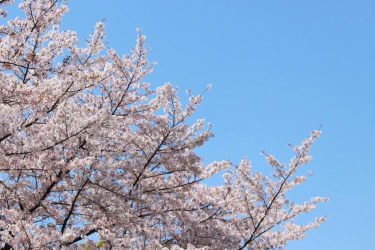 卒園写真の撮り方は?撮影時期や卒業記念品まで詳しく解説3