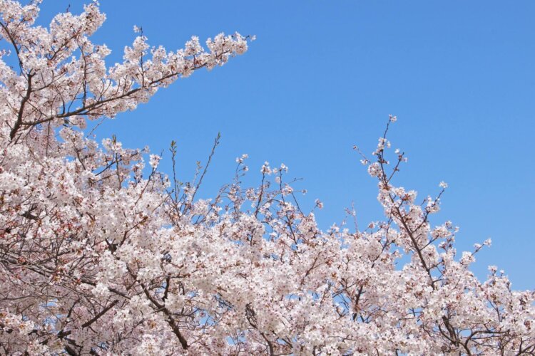 東京駅・銀座でおしゃれな入園入学・卒園卒業写真が撮影できるスタジオ4選!スタジオの選び方も解説6