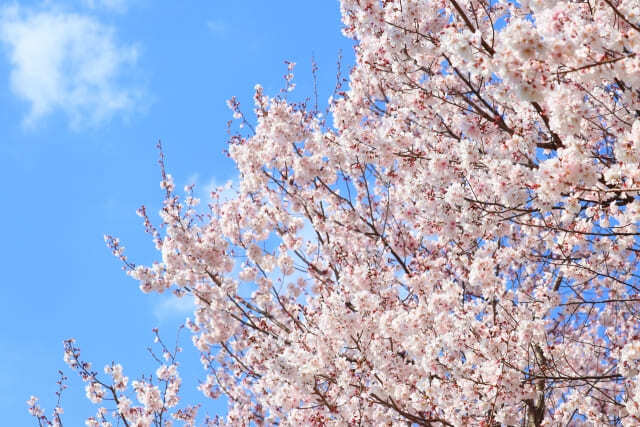 静岡でおしゃれな入園入学・卒園卒業写真が撮影できるスタジオ10選!スタジオの選び方も解説1