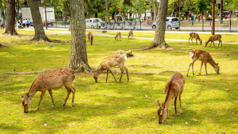 奈良でおしゃれな入園入学・卒園卒業写真が撮影できるスタジオ11選!スタジオの選び方も解説0